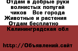 Отдам в добрые руки волнистых попугай.чиков - Все города Животные и растения » Отдам бесплатно   . Калининградская обл.